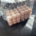 Klant imago Kleurpigmentsticks - oudroze 2 st.
