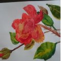 Klant imago Aquarel aquarelblok 240 x 320 mm