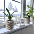 Klant imago Houten balletjes 100 stuks 20 mm