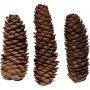 Dennenappels - 300 g