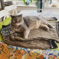 Klant imago Lett-lopi 50g - Lichtgroen gemêleerd
