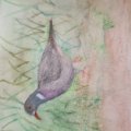 Klant imago Aquarelpotlood Albrecht Dürer - 153 Kobaltturkoois