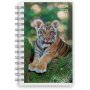 Kalender 24/25 Compact - Huisdieren