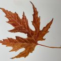 Klant imago Aquarelblok Gelijmd Warmgeperst Bogen 300g - A4