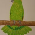 Klant imago Aquarelpen Mondeluz - 36 pennen kartonnen doos