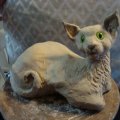 Klant imago Kattenogen � 10 mm - groen 4 st.