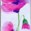 Klant imago Aquarelverf W&N Cotman Half cup - 502 Permanent rose