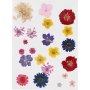 Gedroogde bloemen en bladeren - gemengde kleuren