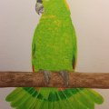 Klant imago Aquarelblok Gelijmd Koudgeperste Bogen 300g - A4