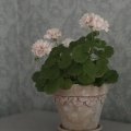 Klant imago DAS Klei 1 kg Terracotta