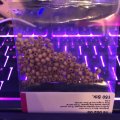 Klant imago Houten kralen 4 mm - naturel 150 st. gatdiameter 1,5 mm