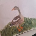 Klant imago Aquarelpotlood Albrecht Dürer - 173 Olijfgroen Geelachtig