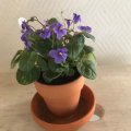 Klant imago Terracotta potten 6 cm - 10-pack