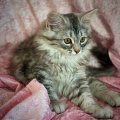 Klant imago Crushed Plush - 211 Babyroze