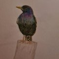 Klant imago Aquarelpotlood Albrecht Dürer - 153 Kobaltturkoois