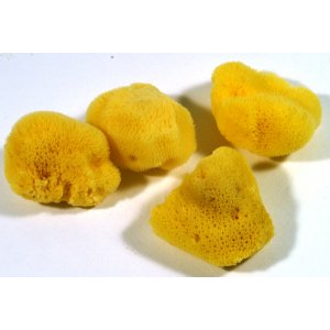 Natuurlijke paddestoel Natuurlijke paddestoel