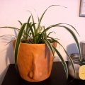 Klant imago DAS Klei 1 kg Terracotta