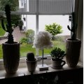 Klant imago Decoratieve veer 50-100 mm - vanille 10 g ~ 110-pack