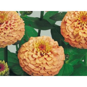 Zinnia - Oklahoma zalm Zinnia - Oklahoma zalm